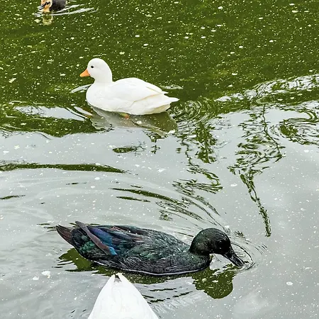 Helmreich-3 By Interhome * Sankt Gallenkirch